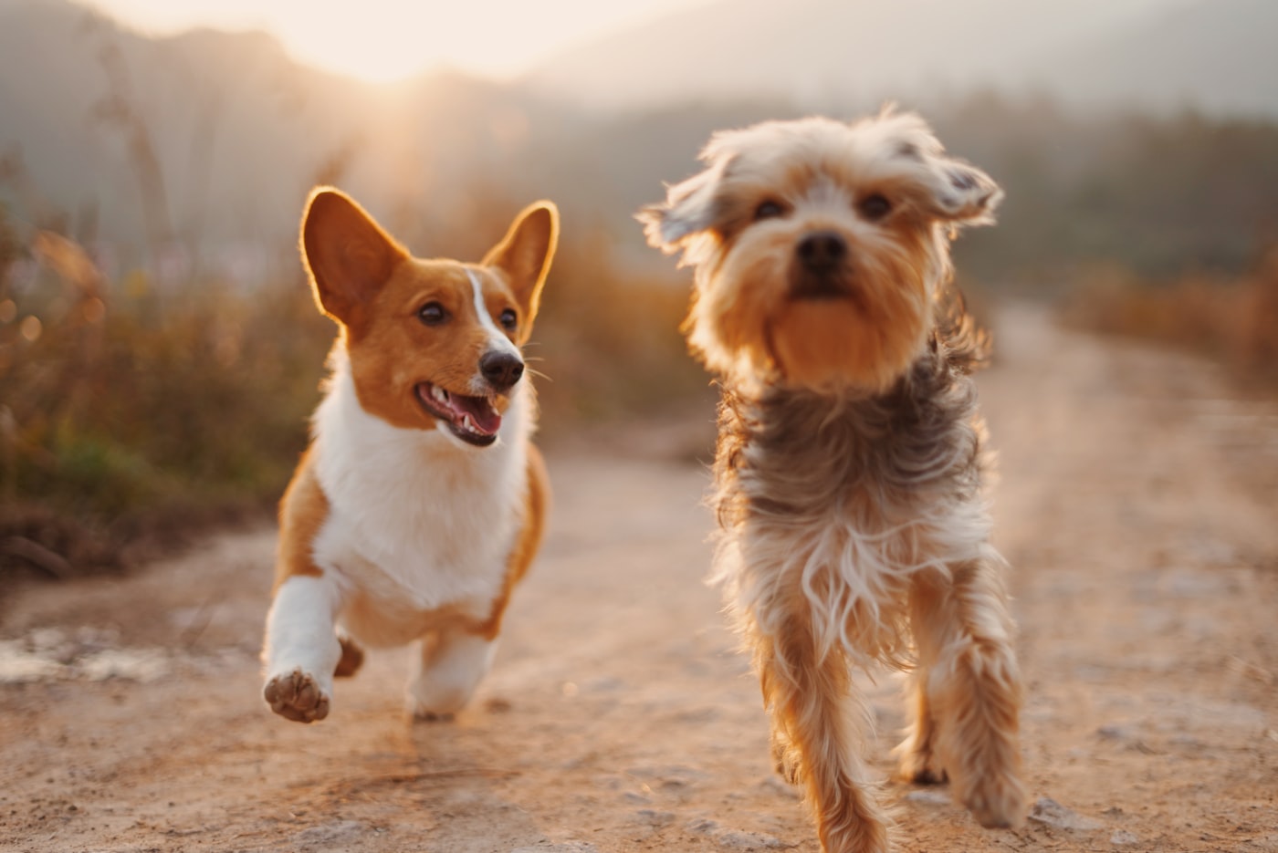 Calm hounds enjoying private, unhurried attention